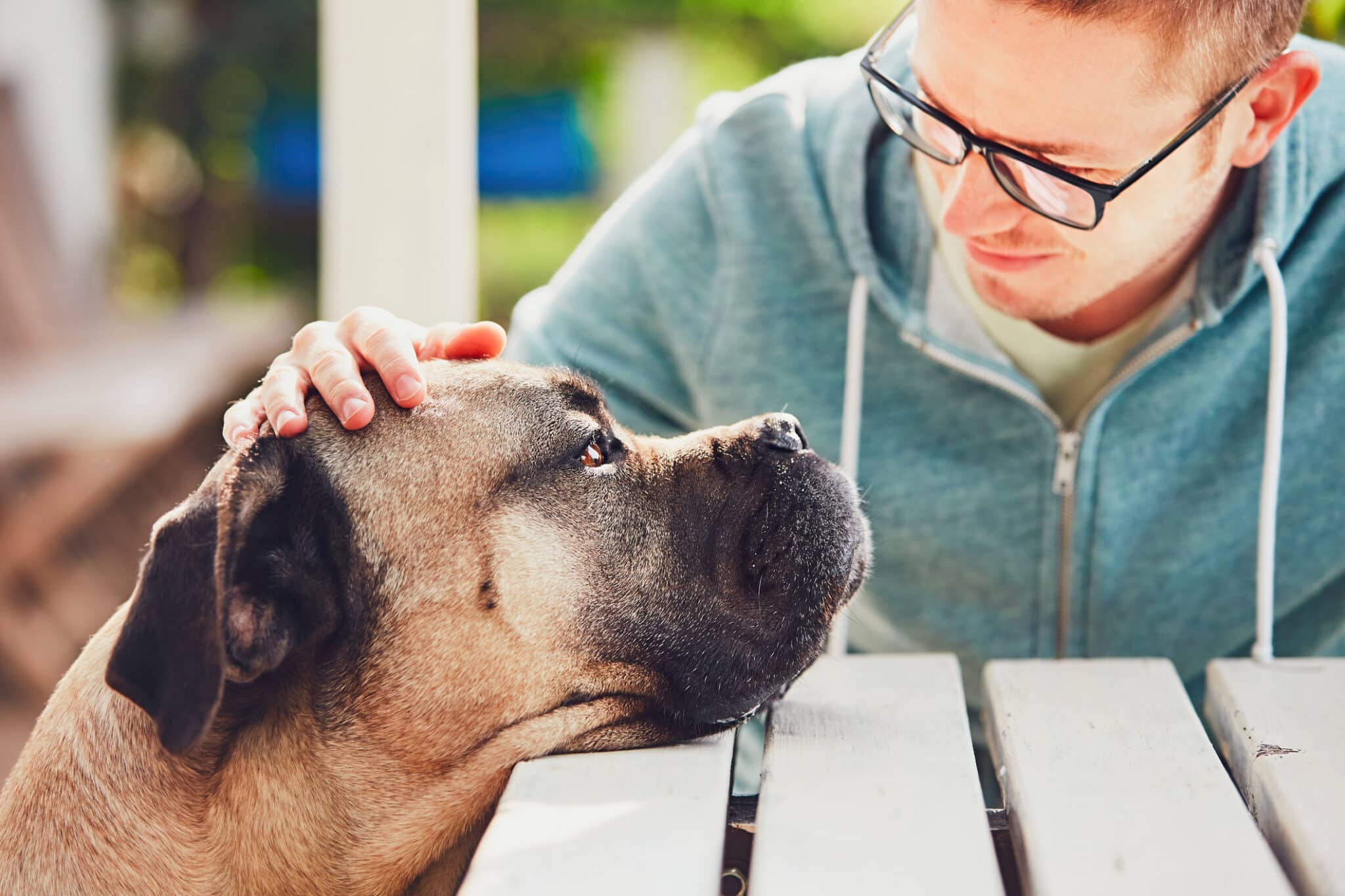 Pet Loss Counseling Certification A Meaningful Path to Helping Others Through Grief